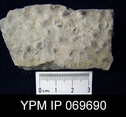 Zygospira recurvirostris aequivalvis
