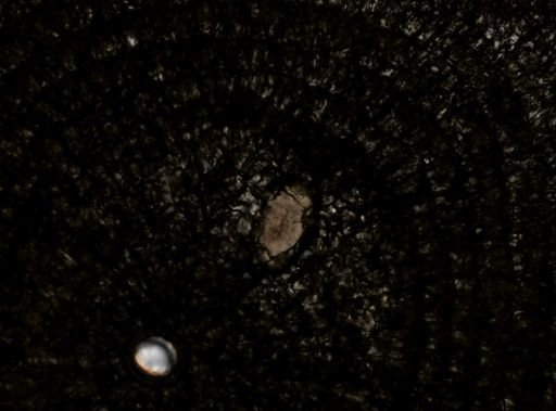 Stylochus ellipticus