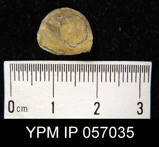 Anoplotheca concava