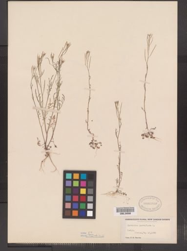 Cardamine parviflora