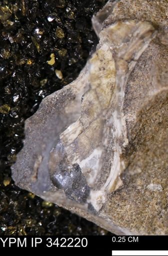 undet. Gastropoda