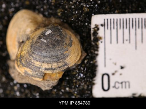 Limopsis striatopunctatus