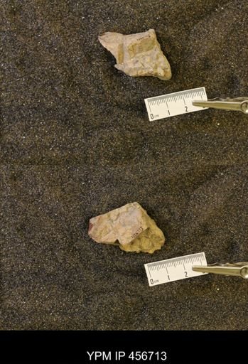 undet. Scaphitidae