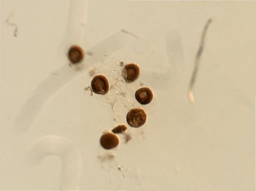 Branchiostoma
