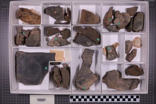 mixed taxa, stratigraphic collection