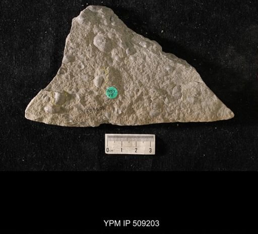 Sowerbyella sp.