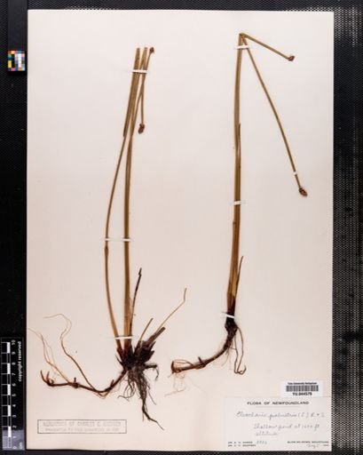 Eleocharis palustris