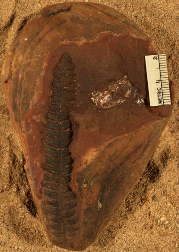 Pecopteris