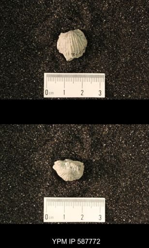 Anastrophia internascens