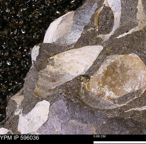 undet. Bivalvia