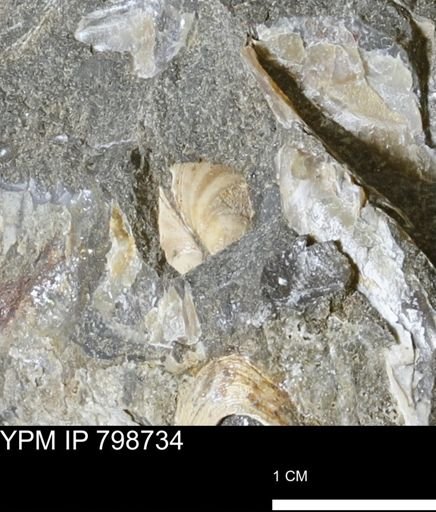 undet. Bivalvia