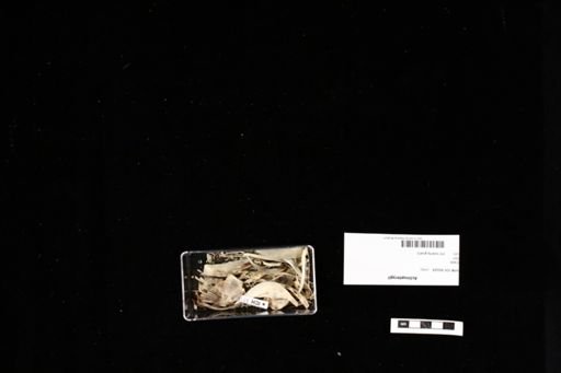 Actinopterygii