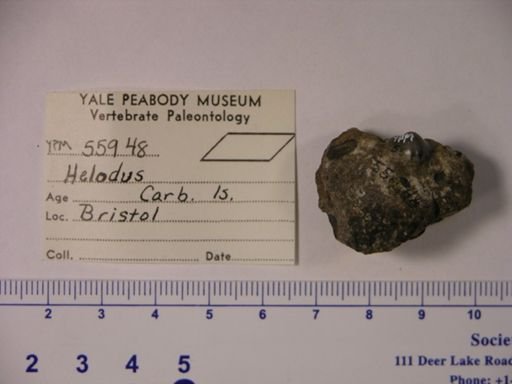 Helodus sp.