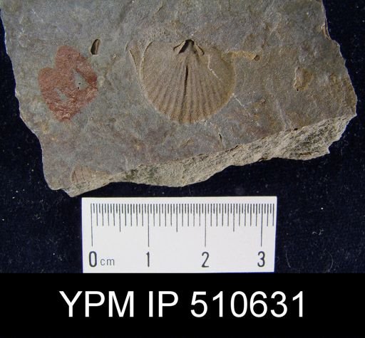 Tropidoleptus sp.