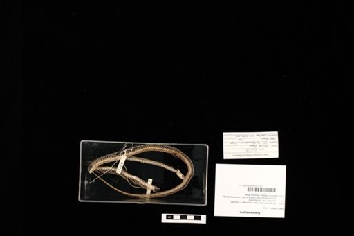 Arizona elegans
