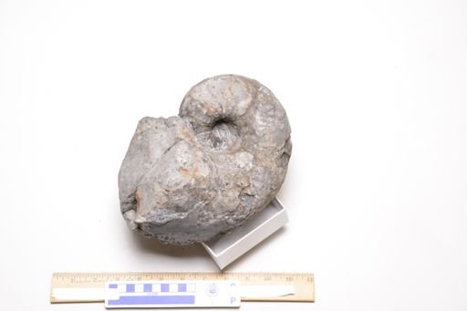 Nephriticeras magister
