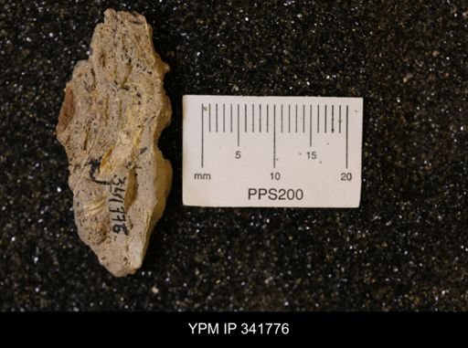 undet. Mollusca