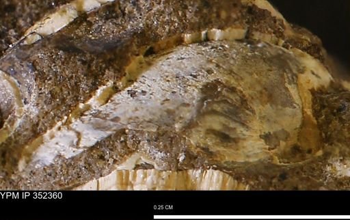 undet. Mollusca