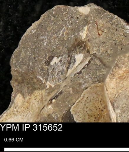 Baculites eliasi