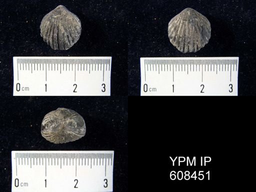 Rhynchonella sp.