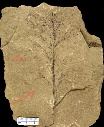 Archaeopteris sp.