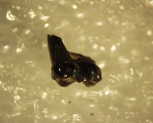 Pelycodus