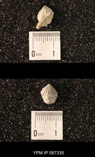 Camarotoechia whitei