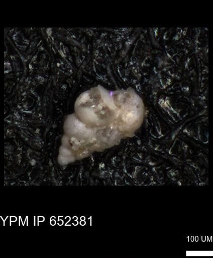 undet. Heterohelicidae