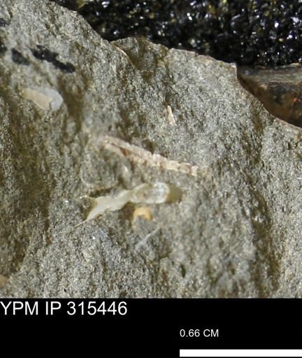 undet. Mollusca
