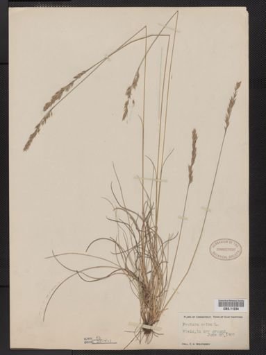 Festuca ovina