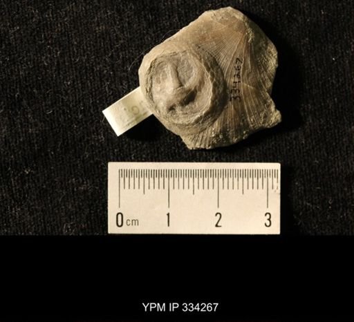 Isorophus cincinnatiensis