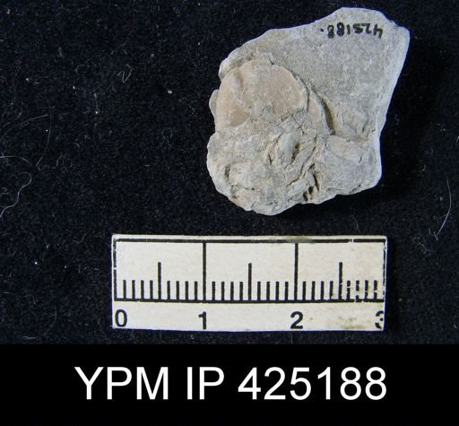 Chonetina flemingi var. plebeia