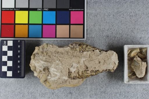Merycoidodon culbertsoni culbertsoni