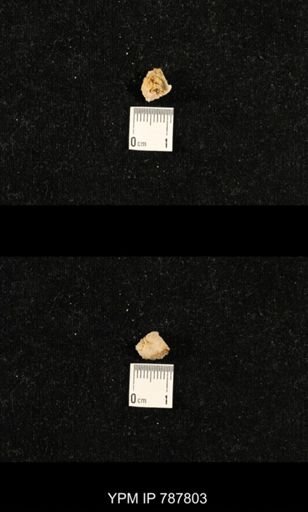 Meekella sp.