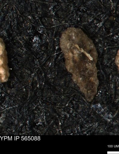 Verneuilina canadensis