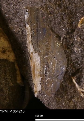 undet. Bivalvia