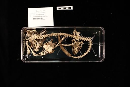 Sauromalus varius