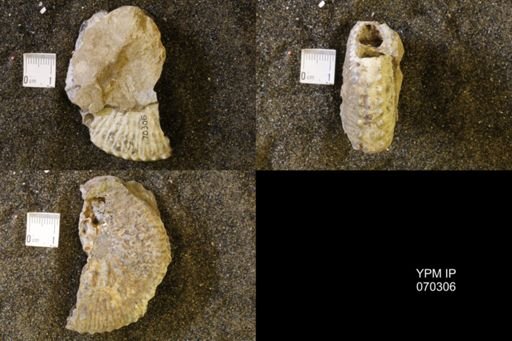 Jeletzkytes nebrascensis