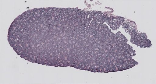 Rana clamitans