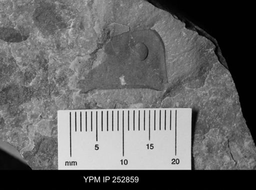 Eurypterus sp.