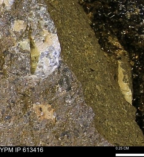 Scaphites sp.