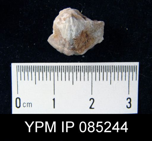 Crispella elegans