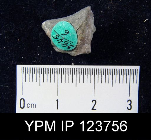undet. Cyrtinopsidae