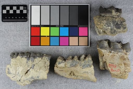 Brontotherium?
