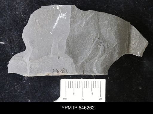 undet. Eurypterida