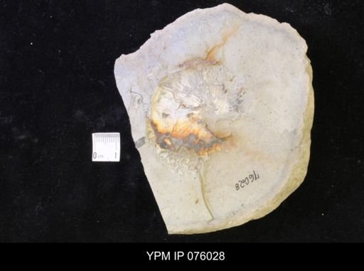 Hoploscaphites melloi