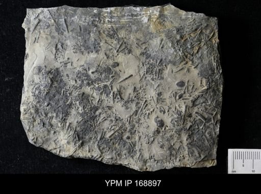 Tentaculites sp.