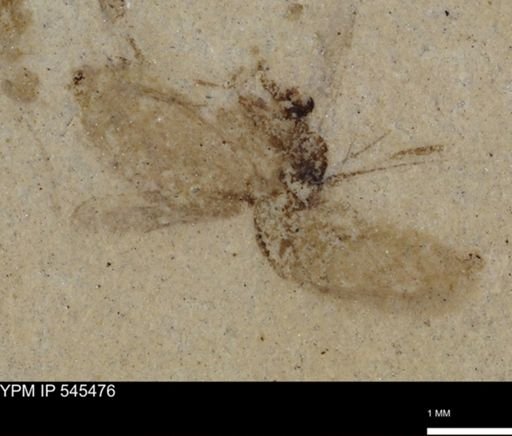 undet. Insecta