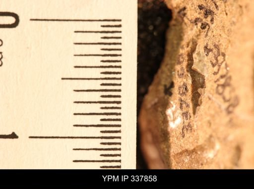 undet. Mollusca