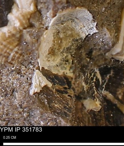 undet. Bivalvia